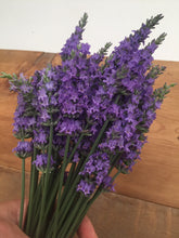 Load image into Gallery viewer, Lavender Plant Sale 2024 - local pickup only
