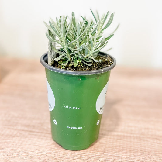Lavender Plant Pre-Order Starts Now!