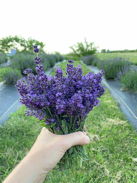 Pick a Fresh Bundle of Lavender - Farm Experience on Sunday, June 26th
