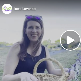 Video: Out in the Field Cutting Lavender