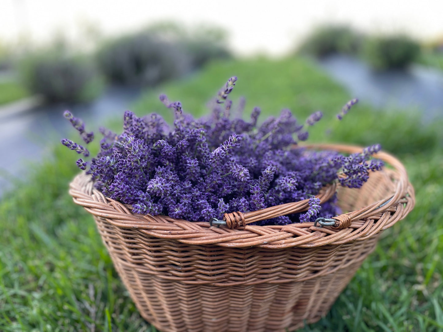 Lavender Plant Sale 2025