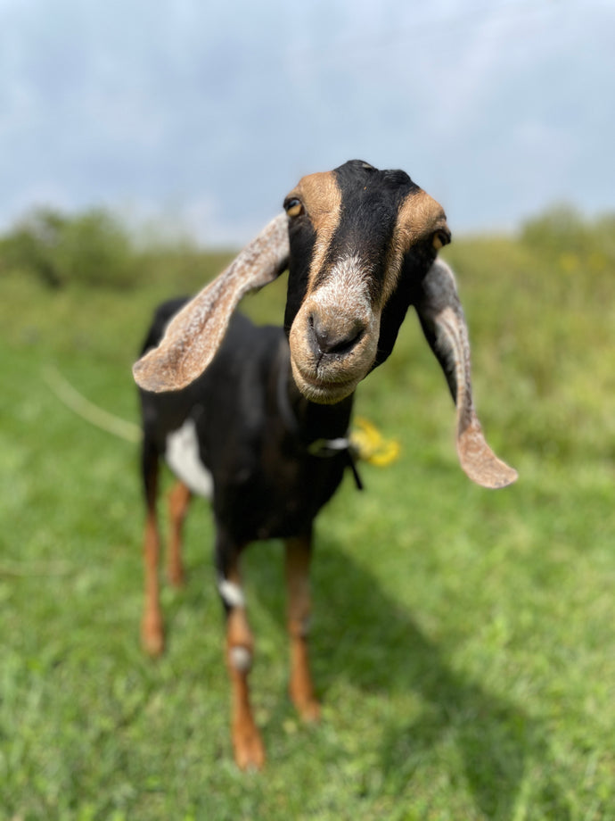 Promise - 2 Year Old Nubian Doe
