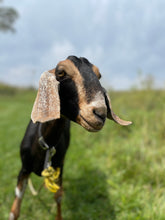 Load image into Gallery viewer, Promise - 2 Year Old Nubian Doe
