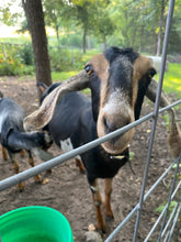 Load image into Gallery viewer, Promise - 2 Year Old Nubian Doe

