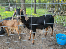 Load image into Gallery viewer, Promise - 2 Year Old Nubian Doe
