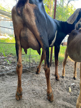Load image into Gallery viewer, Promise - 2 Year Old Nubian Doe
