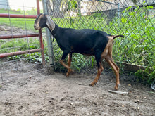 Load image into Gallery viewer, Promise - 2 Year Old Nubian Doe
