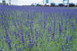 Lavender Plant Sale 2025