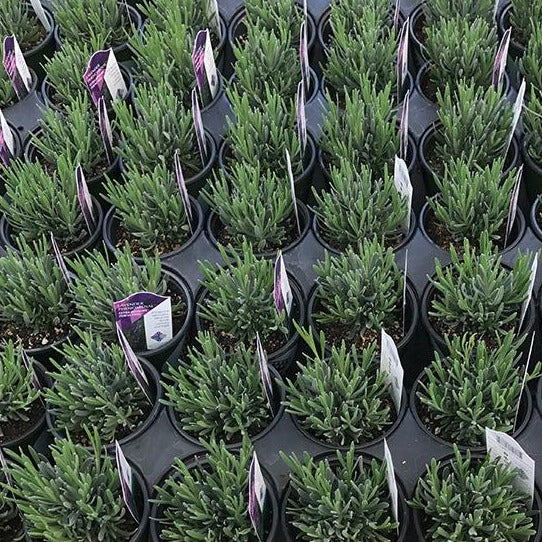 Lavender Plant Sale 2025