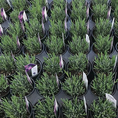 Lavender Plant Sale 2025