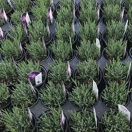 Lavender Plant Sale 2025