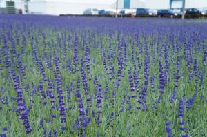 Lavender 101 Class - 2025