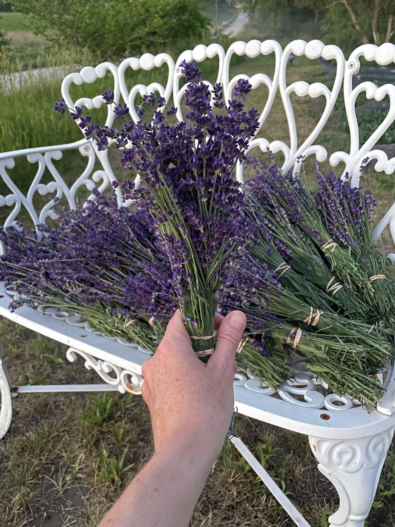 Dried lavender bundle -local pickup only