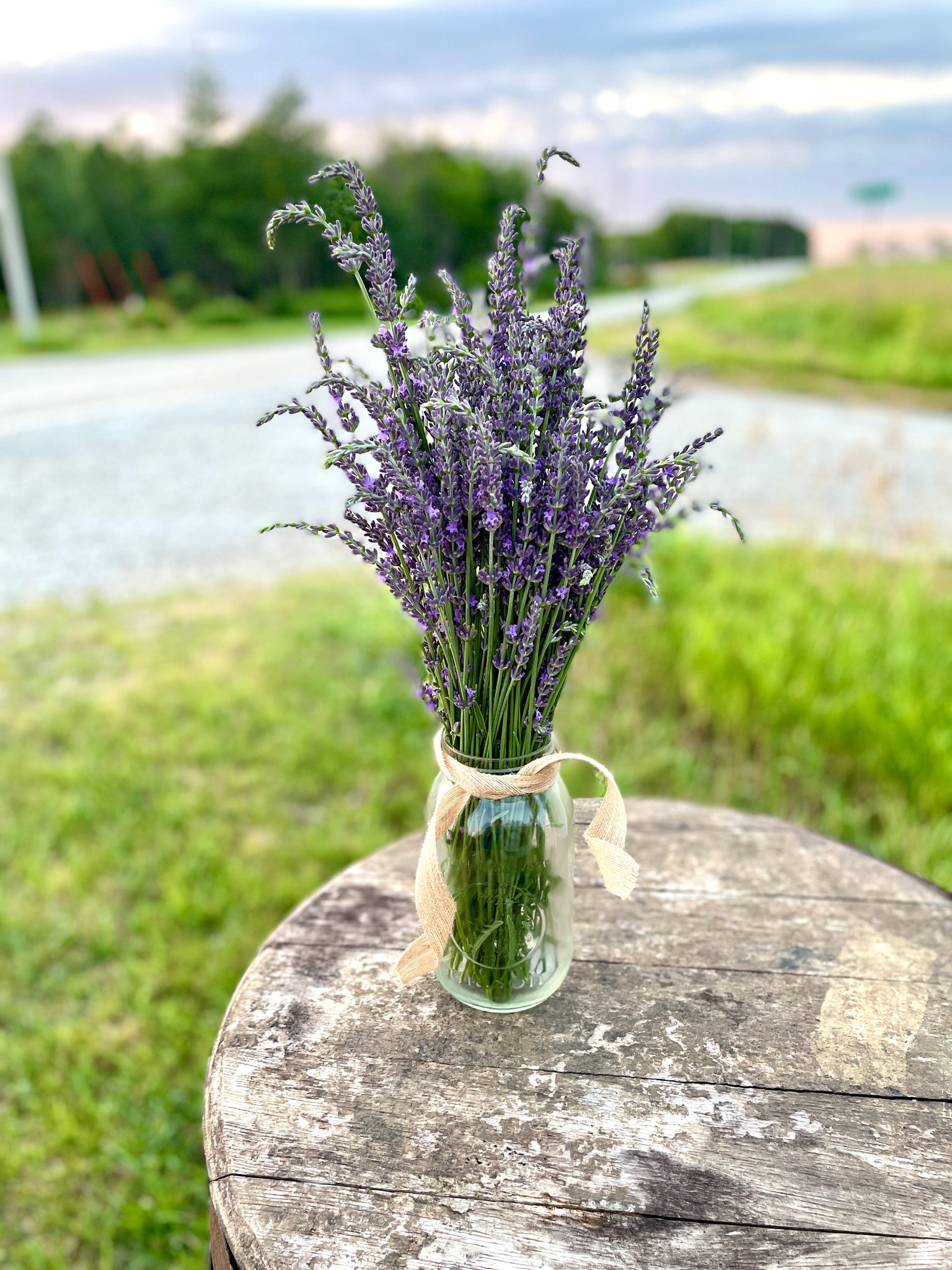 Dried lavender bundle -local pickup only